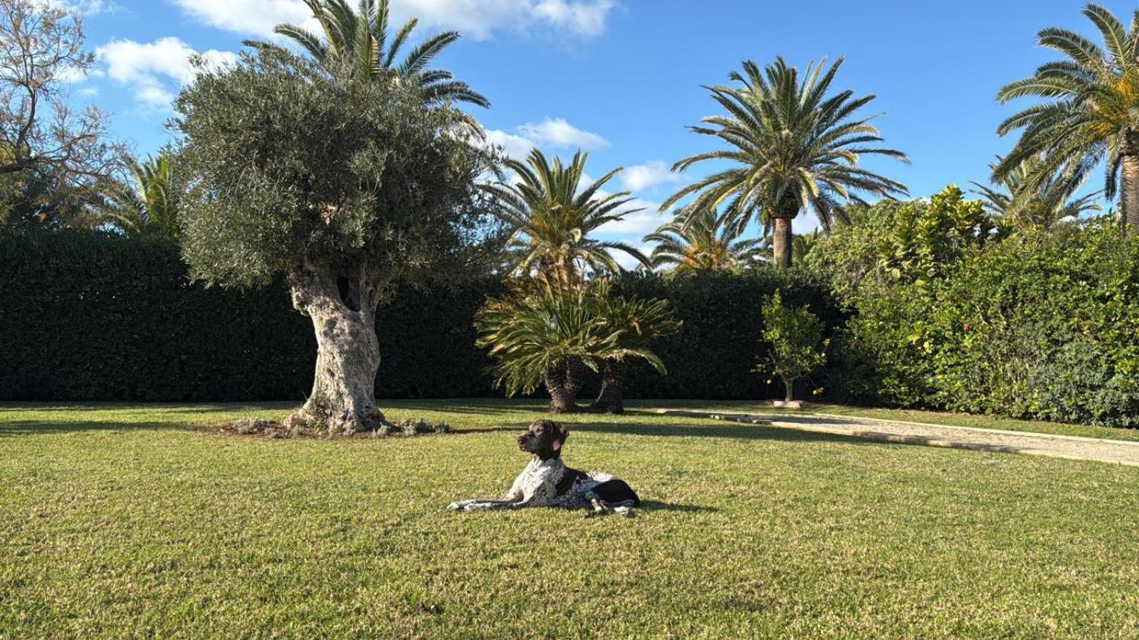 La Calma Espectacular Villa Con Jardin Y Piscina En Menorca С'Алгар Екстериор снимка